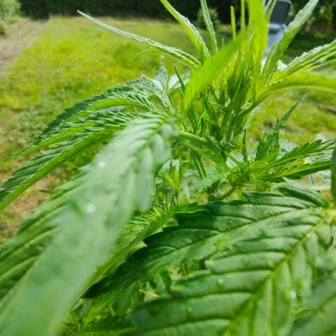 Gorilla Zkittlez 🦍 🍬 growlog timeline photo