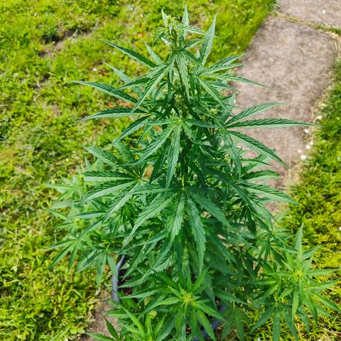 Gorilla Zkittlez 🦍 🍬 growlog timeline photo
