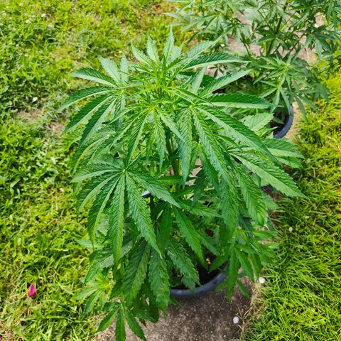 Gorilla Zkittlez 🦍 🍬 growlog timeline photo