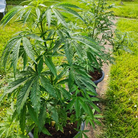 Gorilla Zkittlez 🦍 🍬 growlog timeline photo