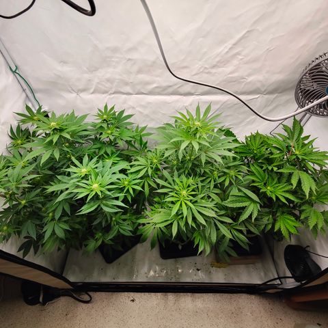 Cherry Runtz  growlog timeline photo