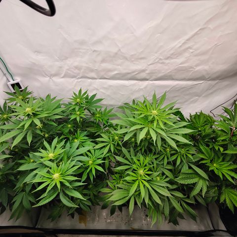 Cherry Runtz  growlog timeline photo