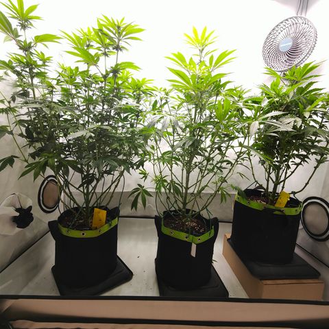 Cherry Runtz  growlog timeline photo