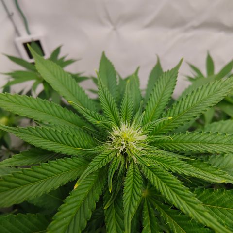 Cherry Runtz  growlog timeline photo
