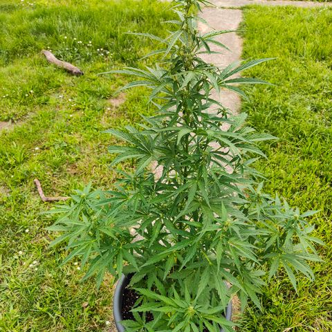 Gorilla Zkittlez 🦍 🍬 growlog timeline photo