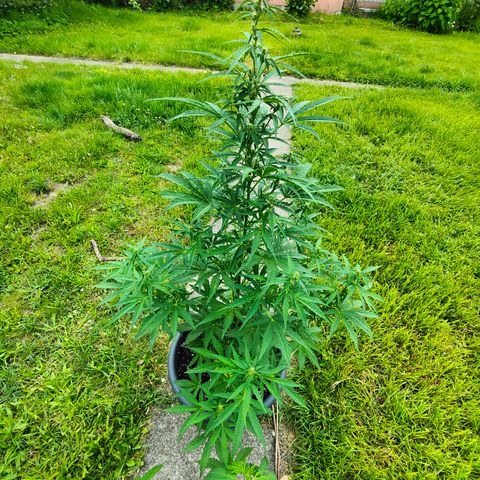Gorilla Zkittlez 🦍 🍬 growlog timeline photo