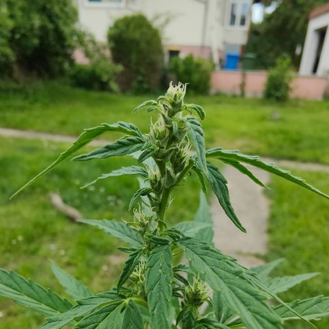 Gorilla Zkittlez 🦍 🍬 growlog photo: Eine von den GZ scheint zum Foxtailing zu neigen, es kann sein dass sie etwas viel Stress beim "spät" umtopfen hatte.