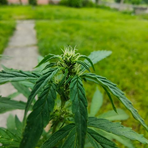Gorilla Zkittlez 🦍 🍬 growlog photo: Eine von den GZ scheint zum Foxtailing zu neigen, es kann sein dass sie etwas viel Stress beim "spät" umtopfen hatte.
