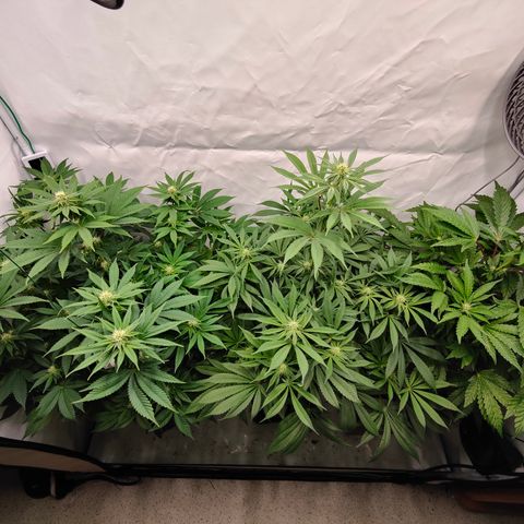 Pineapple Fruz 🍍 growlog timeline photo