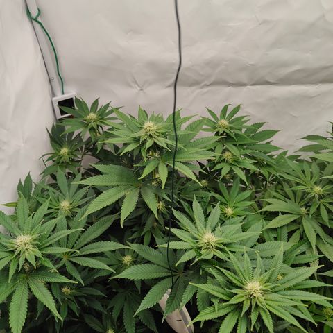 Pineapple Fruz 🍍 growlog timeline photo