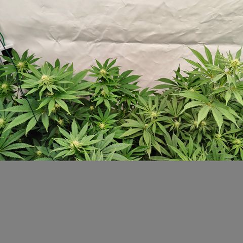 Pineapple Fruz 🍍 growlog timeline photo