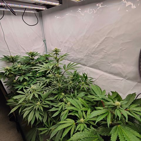 Cherry Runtz  growlog timeline photo