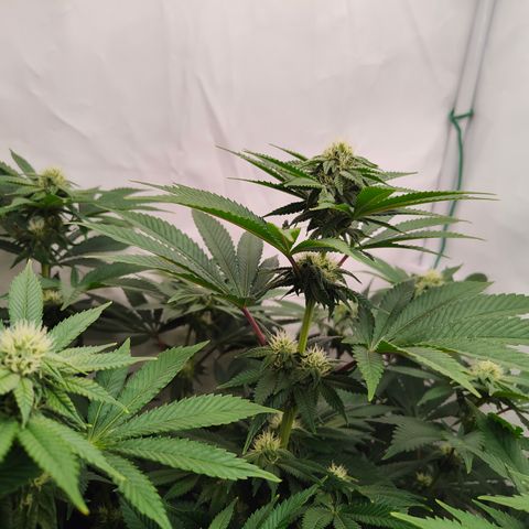 Cherry Runtz  growlog timeline photo