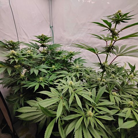 Cherry Runtz  growlog timeline photo