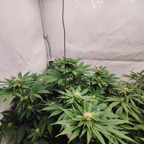 Cherry Runtz  growlog timeline photo