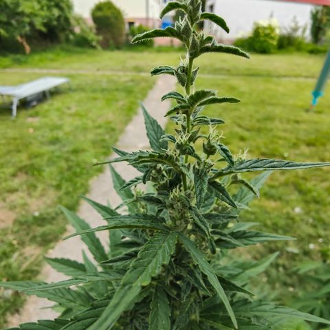 Gorilla Zkittlez 🦍 🍬 growlog timeline photo