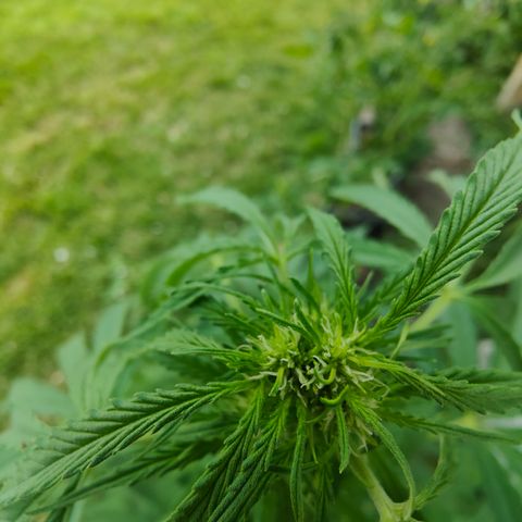 Gorilla Zkittlez 🦍 🍬 growlog timeline photo