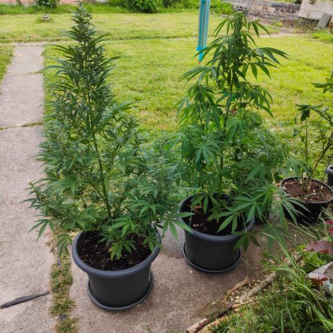 Gorilla Zkittlez 🦍 🍬 growlog timeline photo