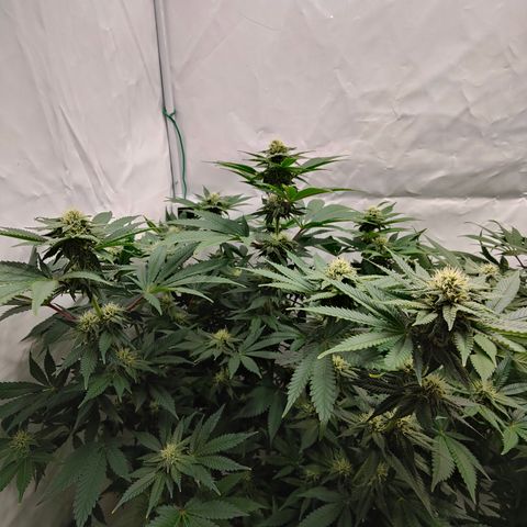 Pineapple Fruz 🍍 growlog timeline photo
