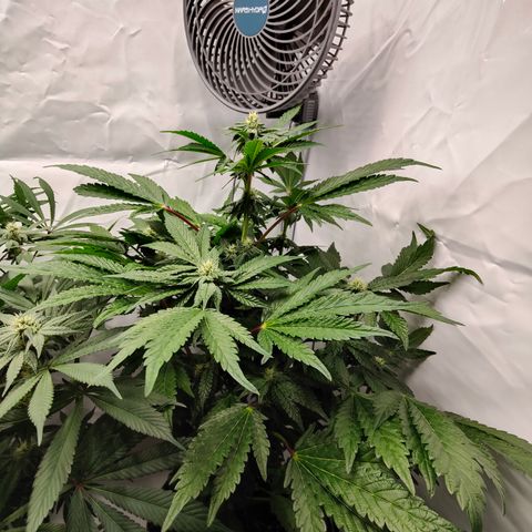 Cherry Runtz  growlog timeline photo