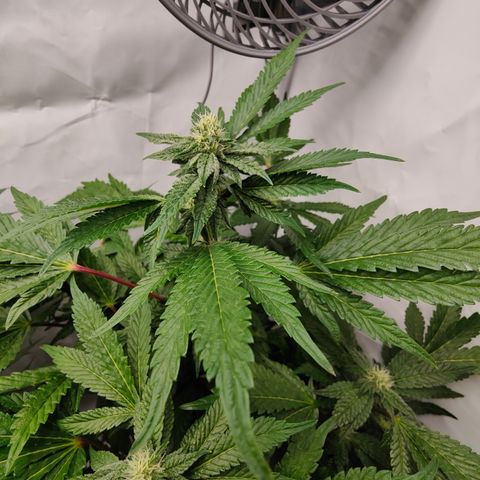 Cherry Runtz  growlog timeline photo