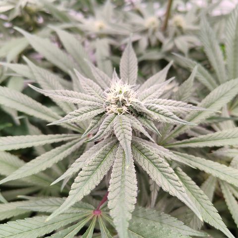 Tangelato 🍊 🍦 growlog timeline photo
