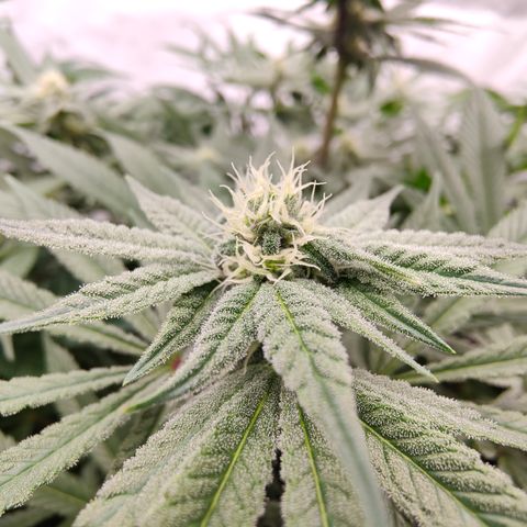 Tangelato 🍊 🍦 growlog timeline photo