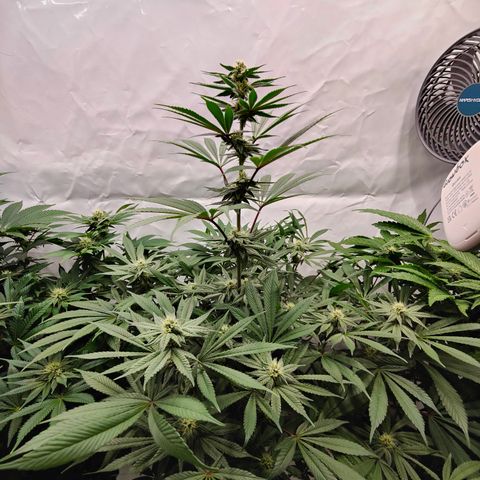 Tangelato 🍊 🍦 growlog timeline photo