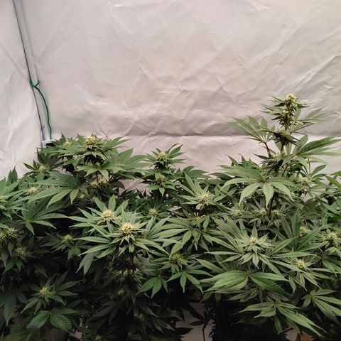 Pineapple Fruz 🍍 growlog timeline photo