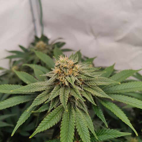 Pineapple Fruz 🍍 growlog timeline photo