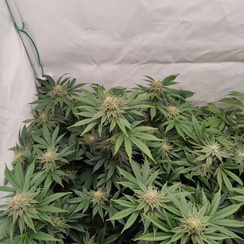 Pineapple Fruz 🍍 growlog timeline photo