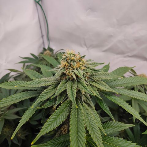 Pineapple Fruz 🍍 growlog timeline photo