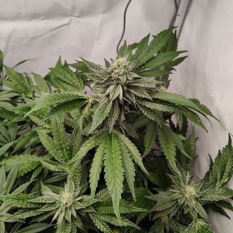 Cherry Runtz  growlog timeline photo