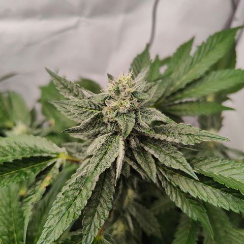 Cherry Runtz  growlog timeline photo