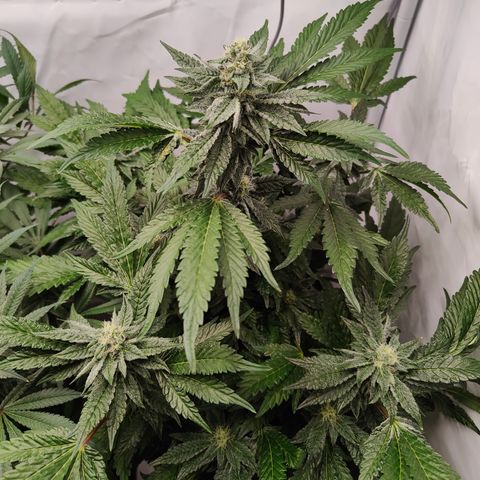 Cherry Runtz  growlog timeline photo