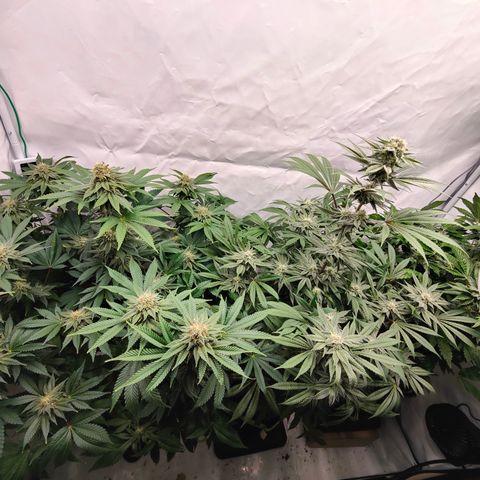 Tangelato 🍊 🍦 growlog timeline photo