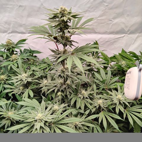 Tangelato 🍊 🍦 growlog timeline photo