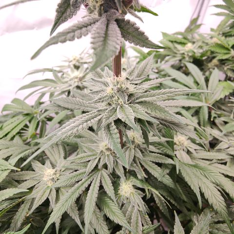 Tangelato 🍊 🍦 growlog timeline photo