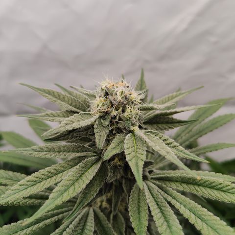 Tangelato 🍊 🍦 growlog timeline photo
