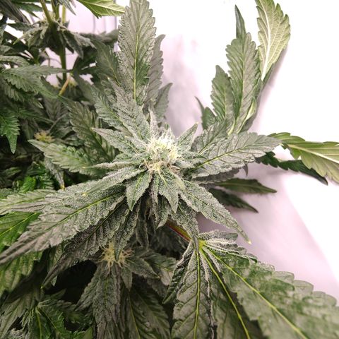 Cherry Runtz  growlog timeline photo