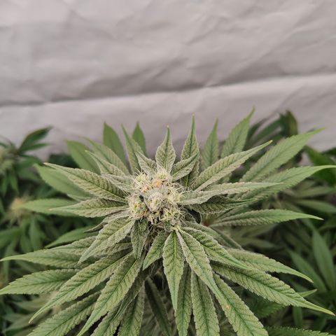 Tangelato 🍊 🍦 growlog timeline photo