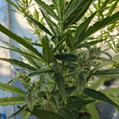 Gorilla Zkittlez 🦍 🍬 growlog timeline photo