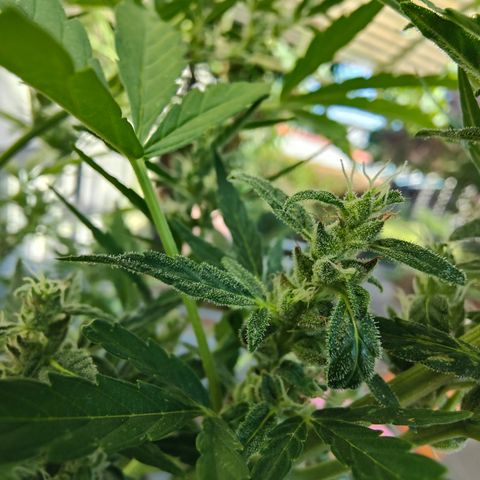 Gorilla Zkittlez 🦍 🍬 growlog timeline photo