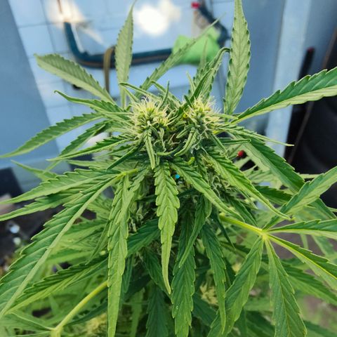 Gorilla Zkittlez 🦍 🍬 growlog timeline photo