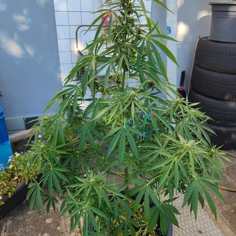 Gorilla Zkittlez 🦍 🍬 growlog timeline photo