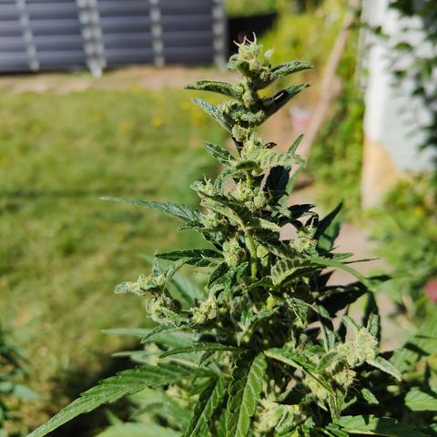Gorilla Zkittlez 🦍 🍬 growlog timeline photo