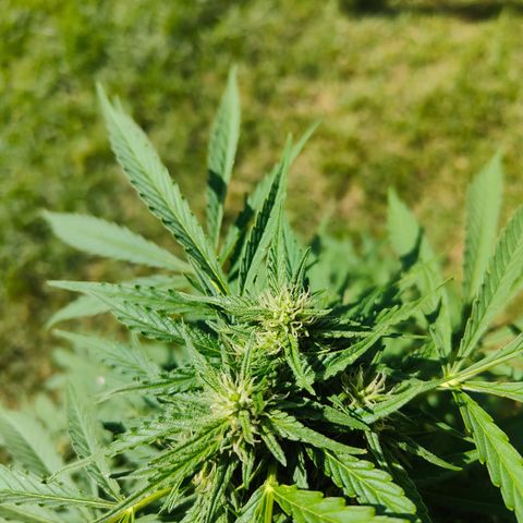 Gorilla Zkittlez 🦍 🍬 growlog timeline photo
