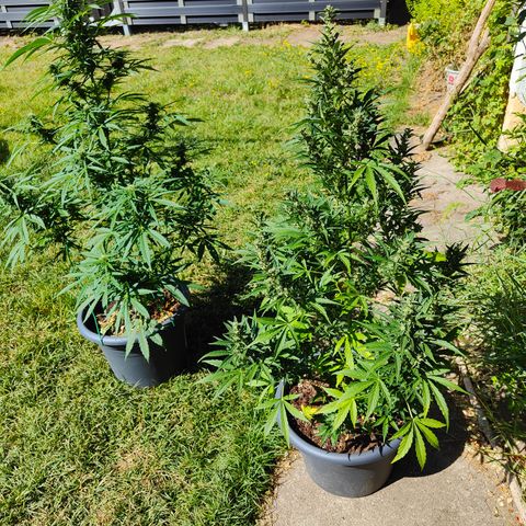 Gorilla Zkittlez 🦍 🍬 growlog timeline photo