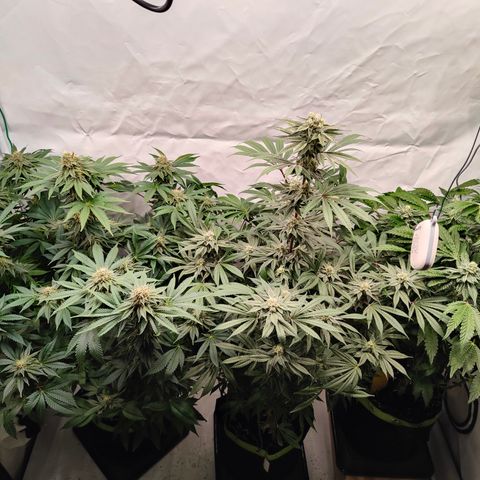 Pineapple Fruz 🍍 growlog timeline photo