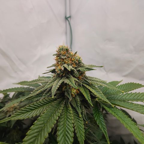 Pineapple Fruz 🍍 growlog timeline photo